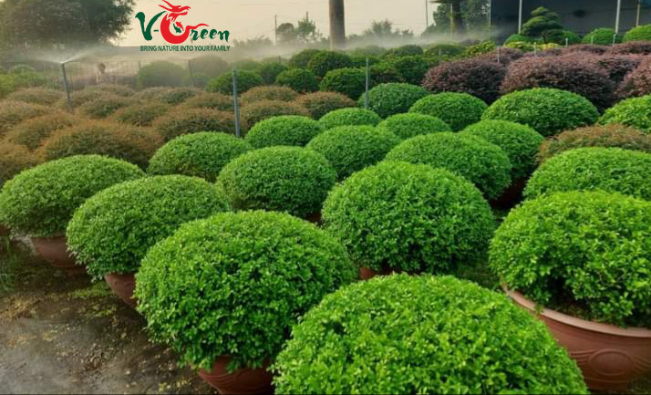 Cung Cấp Cây Tán Tròn - Sân Vườn V-Green