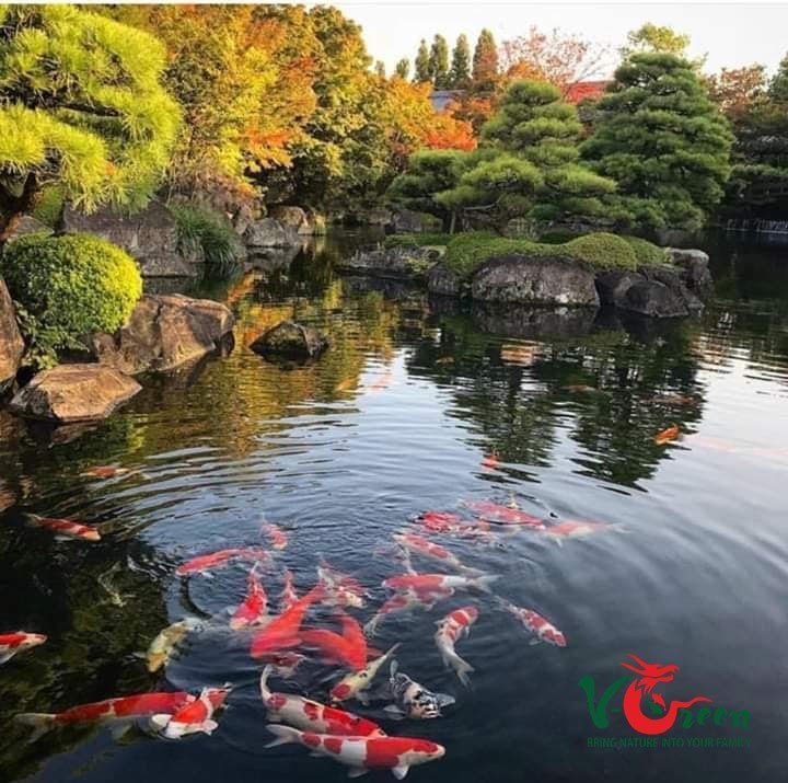 Thi Công Hồ Cá KOI- Sân Vườn V-Green
