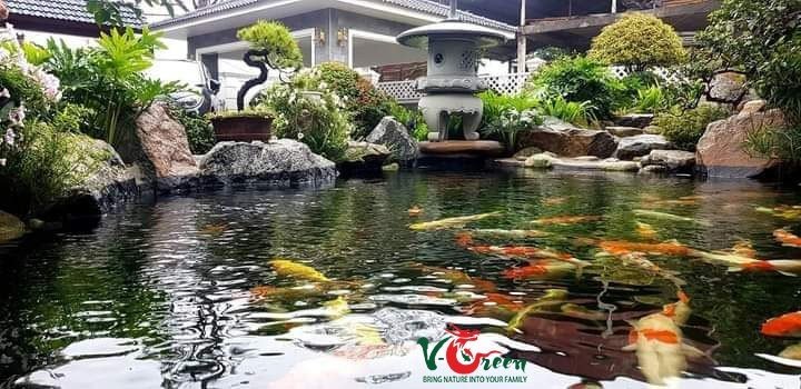 Thi công hồ Cá Koi