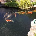 Thi công hồ cá Koi, Chuyên Nghiệp Uy Tín - Sân Vườn V-Gree