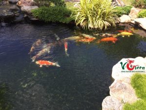 Thi công hồ cá Koi - Sân Vườn V-Green