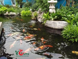 Thi công hồ cá Koi Tân Phú theo phong cách Nhật Bản