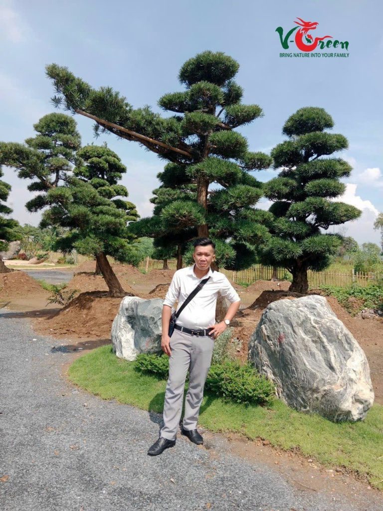 Tùng Nhật Bản