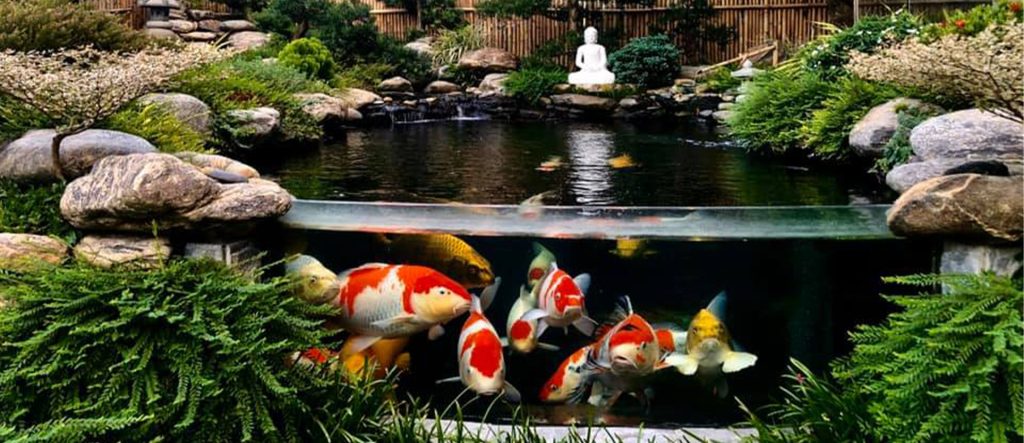 Thi công hồ cá Koi Tân Bình