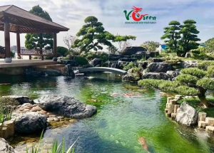 Thi Công Hồ Cá KOI