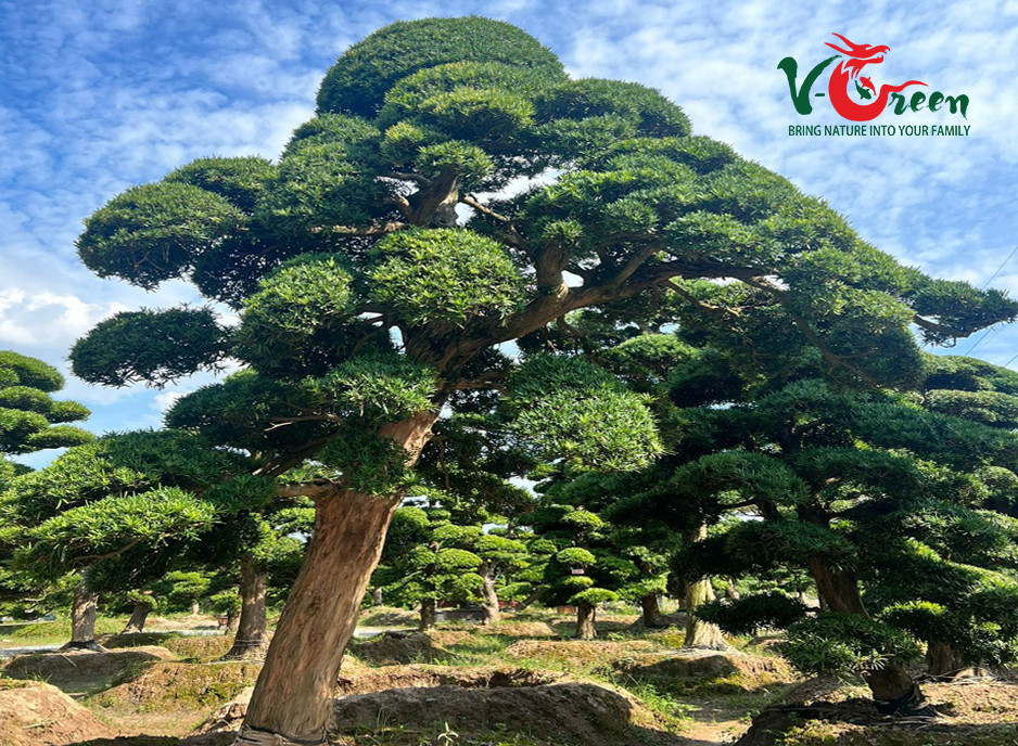 Cung Cấp Tùng Nhập Khẩu