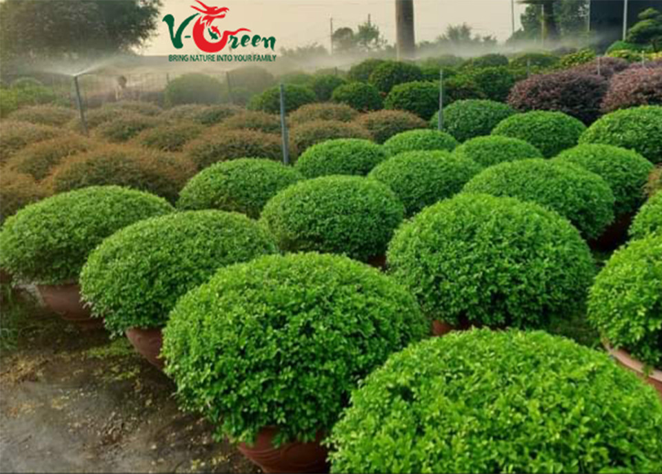 Cung Cấp Vật Tư Cây Cảnh