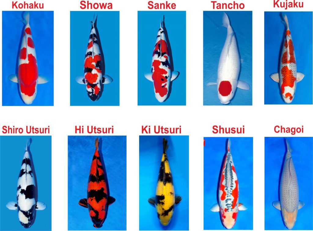 Cung Cấp Cá KOI Nhật