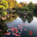 Thi công hồ cá koi tại Huyện Nhà Bè