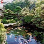 Thi công hồ cá koi tại Tây Ninh