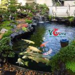 Thi công hồ cá koi tại Quận 8