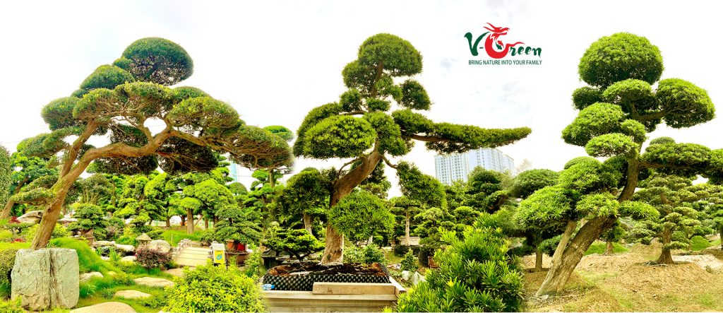Bán Tùng Nhật Bản