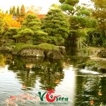 thi công hồ cá koi