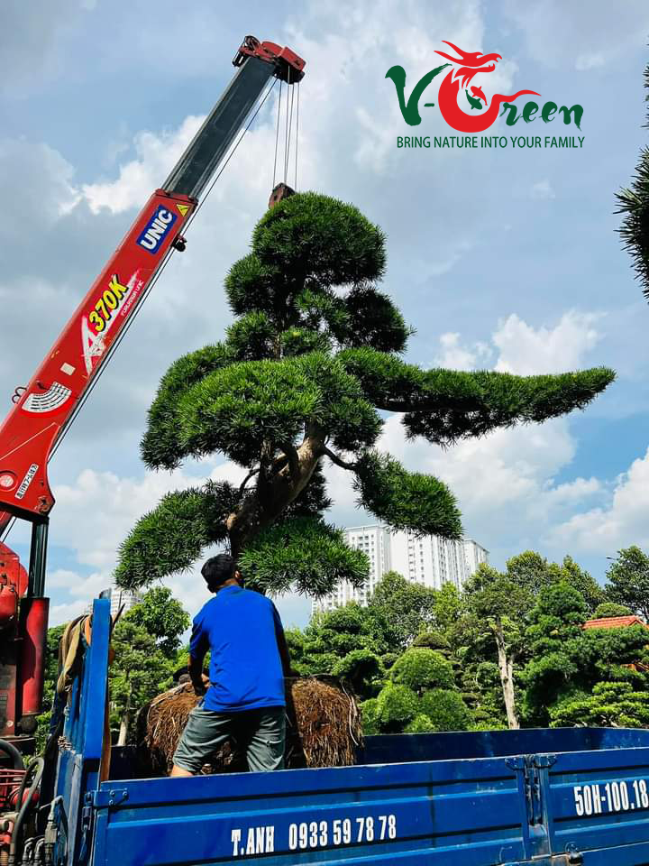 Cung Cấp Tùng Nhật Bản - Sân Vườn V-Green